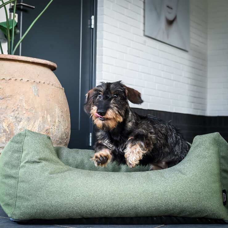 Hondenkussens